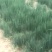 广西四季葱万亩基地优质货源（无蓝粉）广西小香葱云南小葱黑