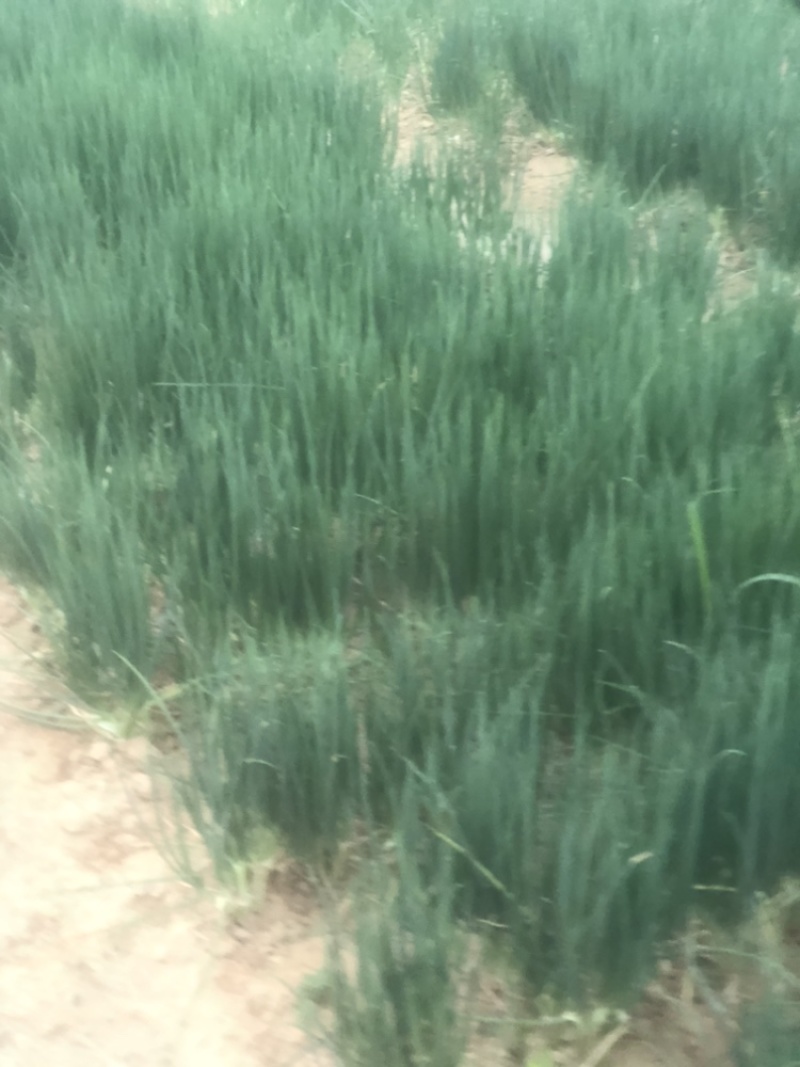 广西四季葱万亩基地优质货源（无蓝粉）广西小香葱云南小葱黑
