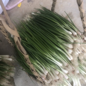 广西四季葱万亩基地优质货源（无蓝粉）广西小香葱云南小葱黑