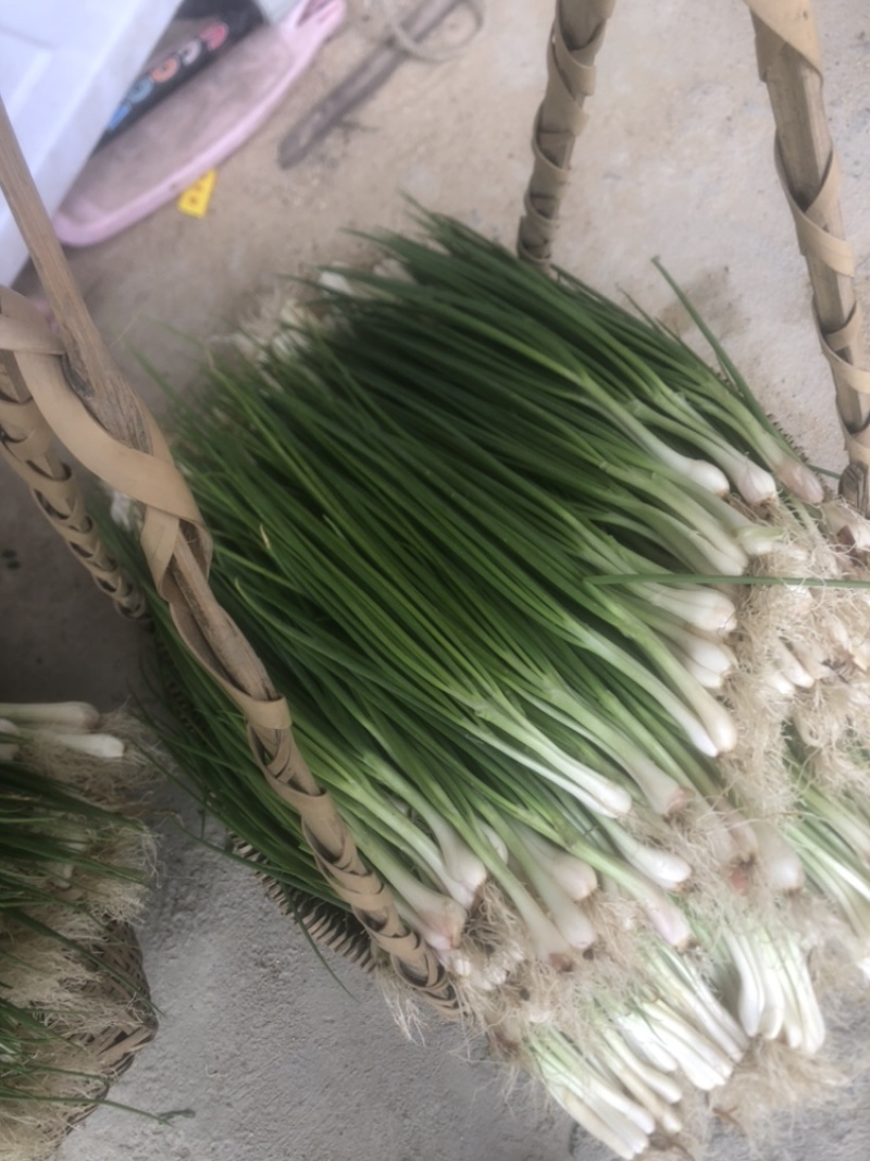 广西四季葱万亩基地优质货源（无蓝粉）广西小香葱云南小葱黑