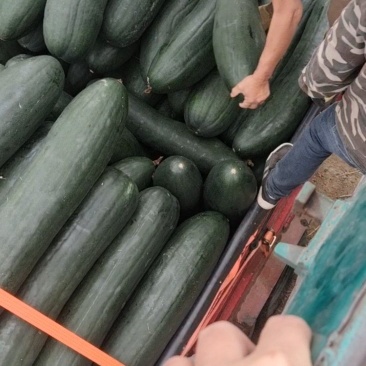精品好货黑皮吊冬瓜