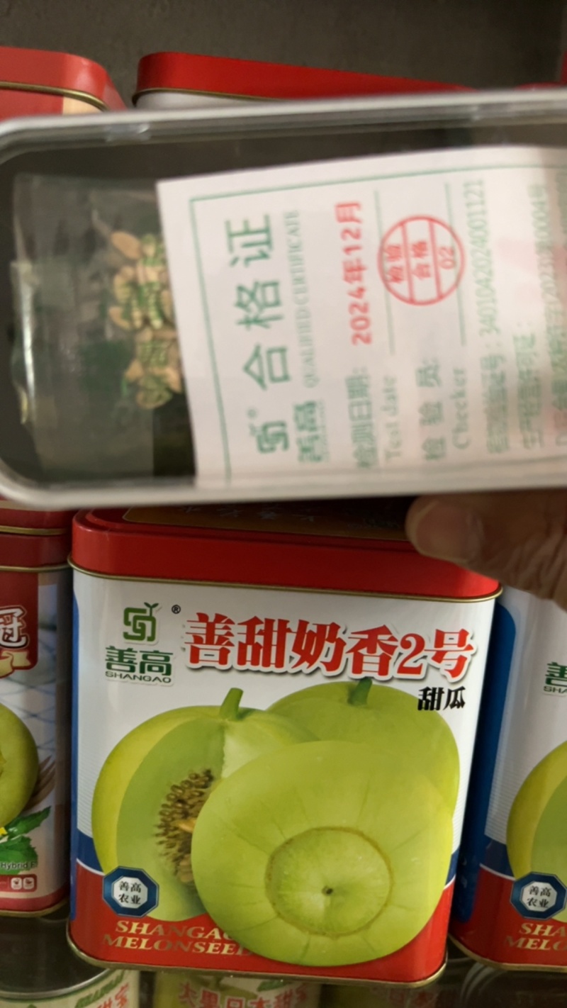 善甜奶香2号甜瓜新型早熟品种瓜大超甜