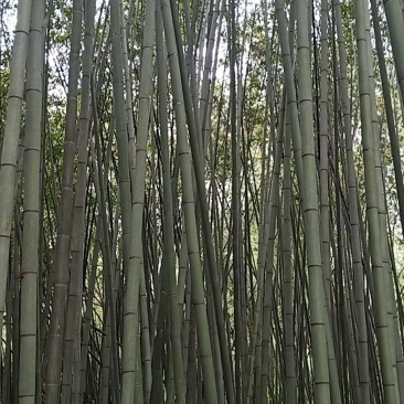 金竹子，自然長八九米10m