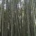 金竹子，自然長八九米10m
