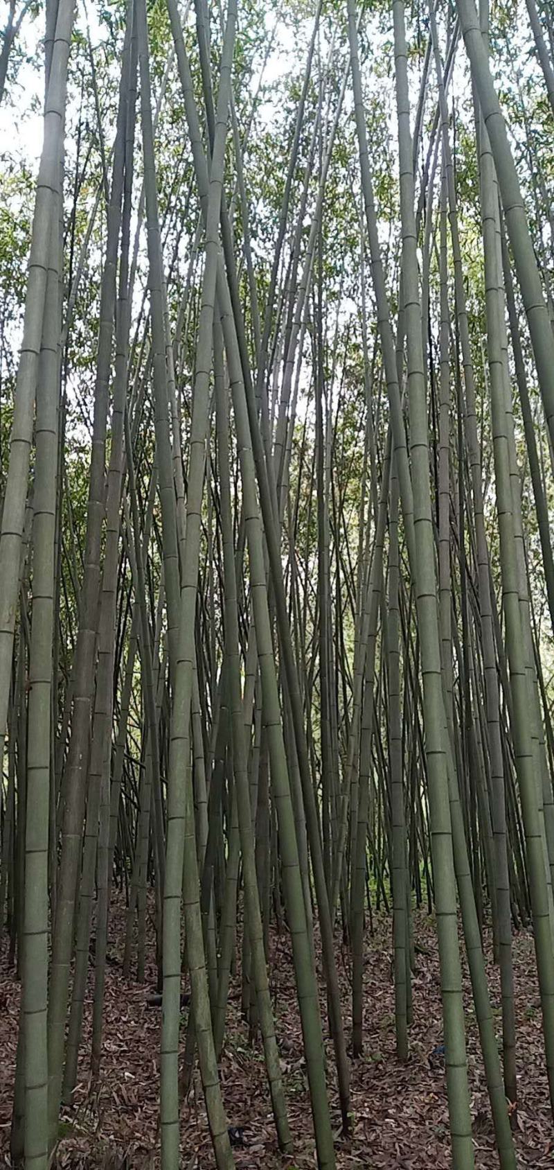金竹子，自然長八九米10m