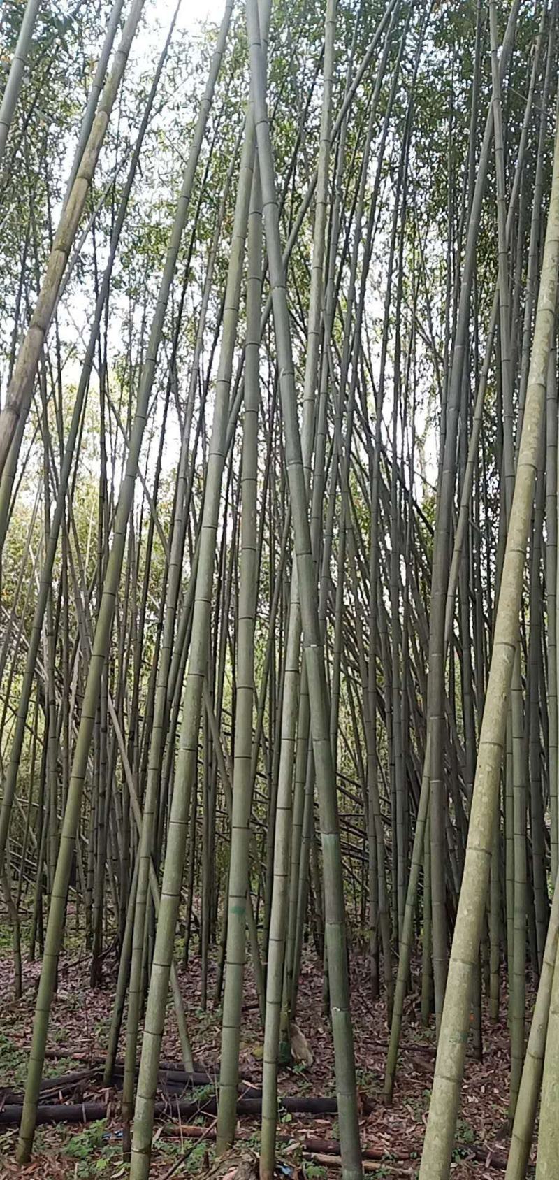 金竹子，自然長八九米10m