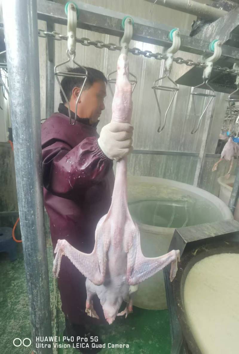 成品冻货，量大价格可以谈
