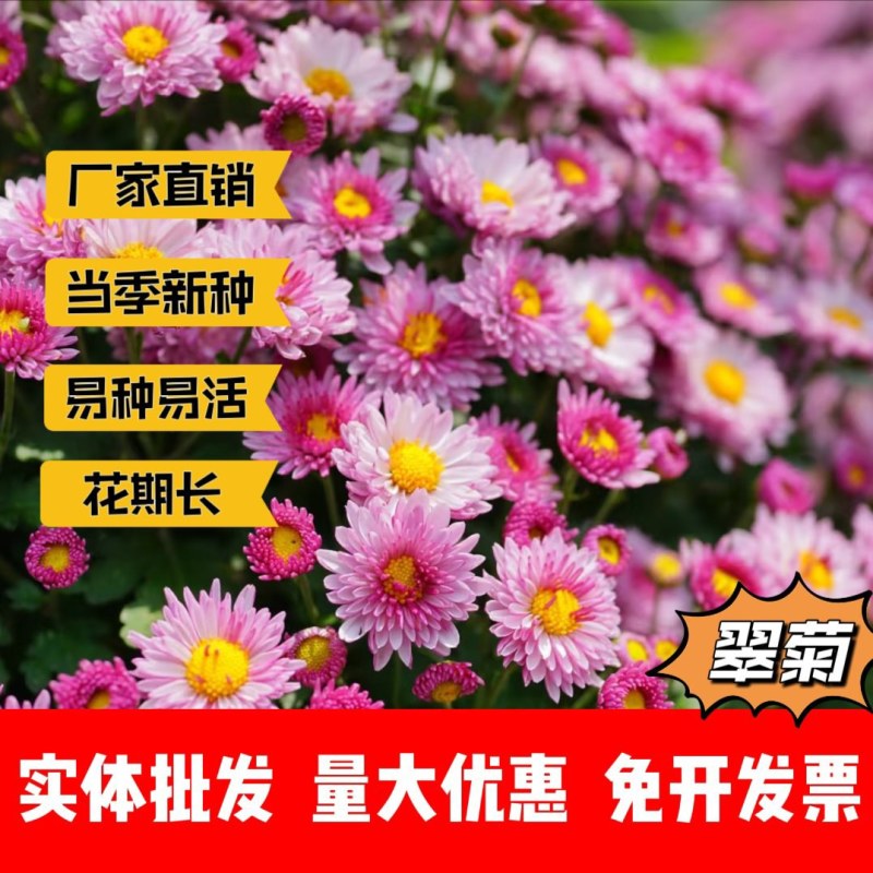 翠菊厂家货源批发价格全国发货价格便宜欢迎下单咨询
