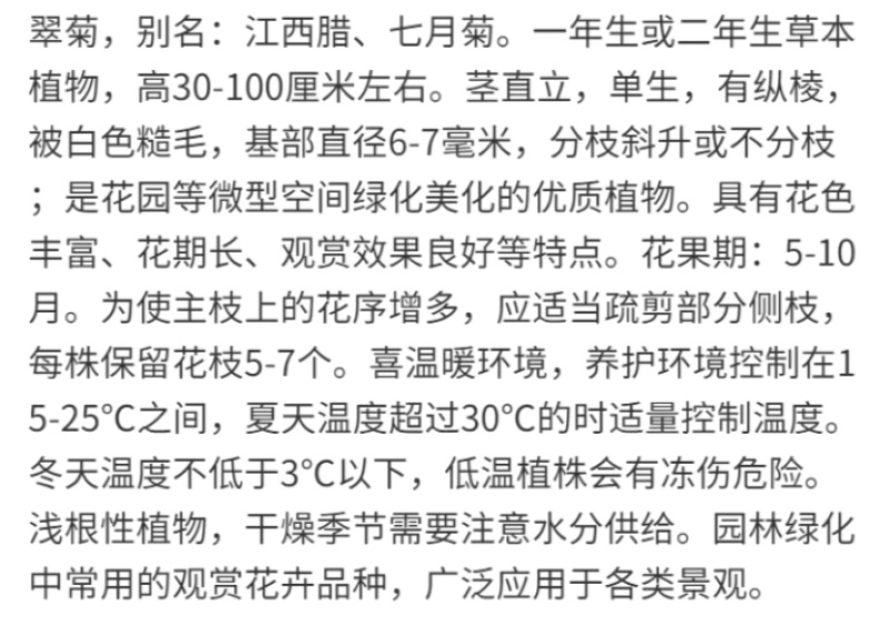 翠菊厂家货源批发价格全国发货价格便宜欢迎下单咨询