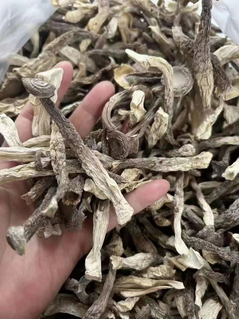 A级鹿茸菇，C级鹿茸菇，小嫩芽都有货，适合各种餐馆，零售