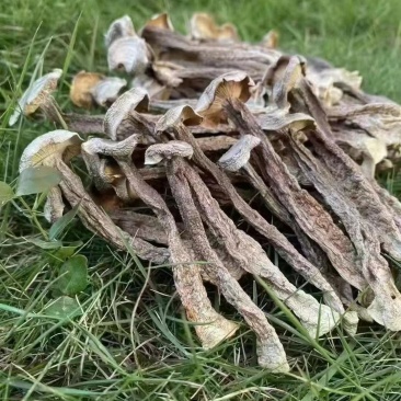 A级鹿茸菇，C级鹿茸菇，小嫩芽都有货，适合各种餐馆，零售