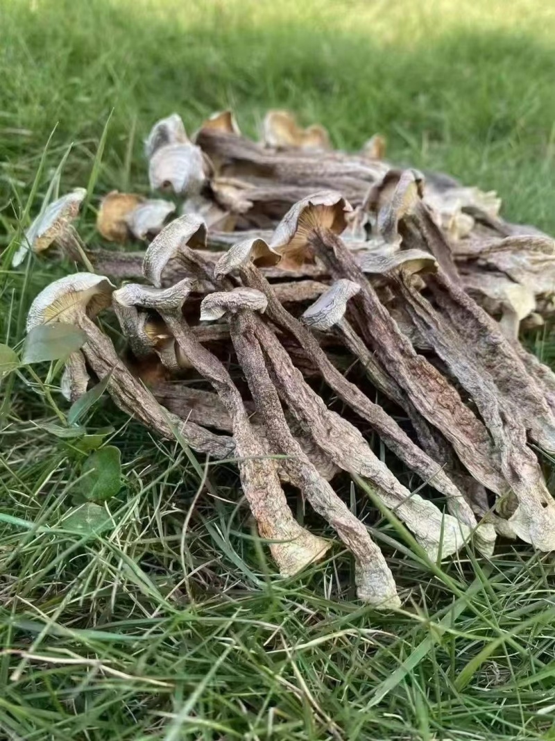 A级鹿茸菇，C级鹿茸菇，小嫩芽都有货，适合各种餐馆，零售