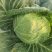 湖北蔬菜基地，扁包菜，甘蓝，白菜基地直销，质优价廉