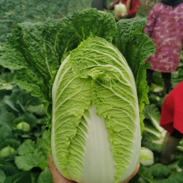 大白菜，扁包，甘蓝产地直销湖北嘉鱼刘国林，诚信经营