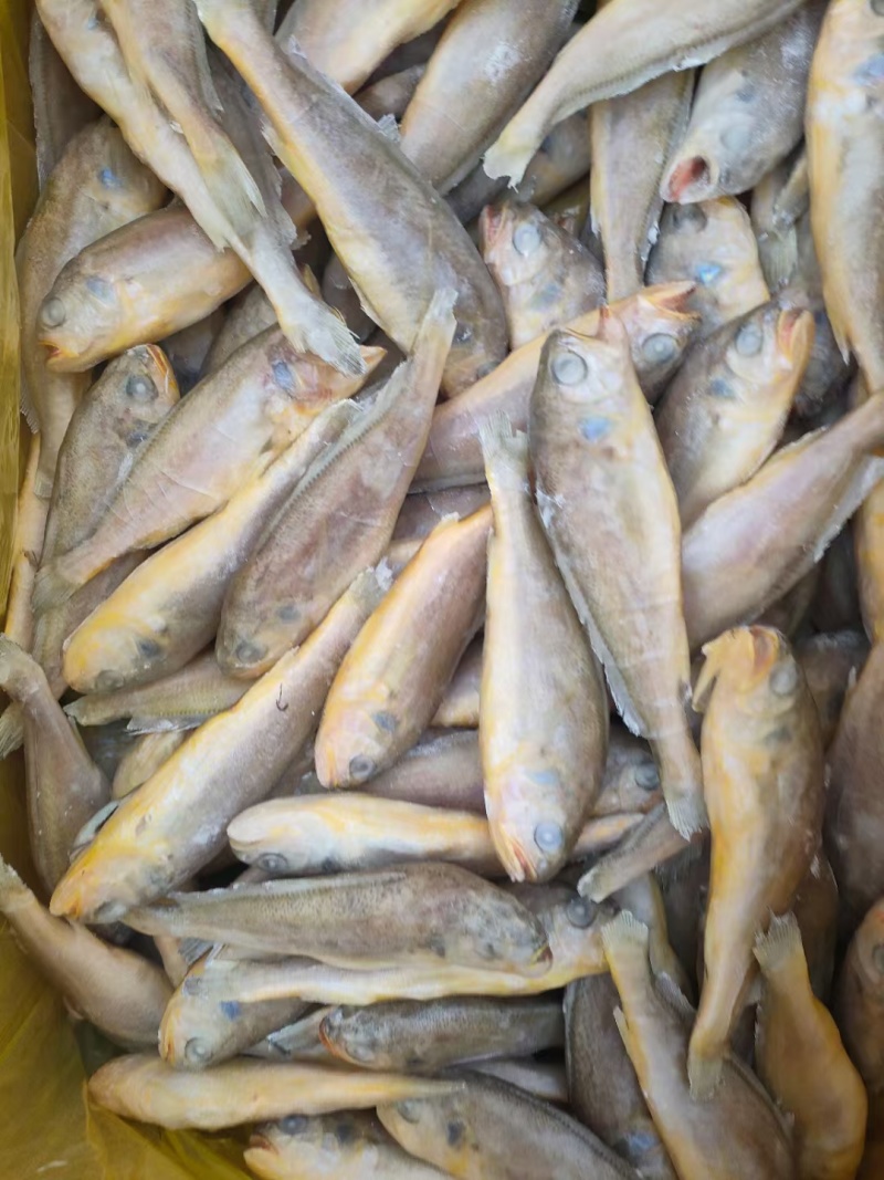 礼盒黄花鱼，一箱净重5斤，10斤都有现货