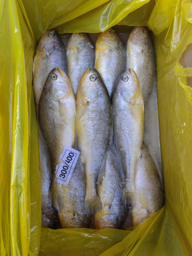 礼盒黄花鱼，一箱净重5斤，10斤都有现货
