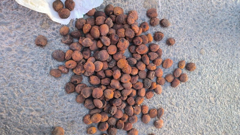 敦煌特产敦煌李广杏自然晾晒的杏干泡水零食家庭必备佳品