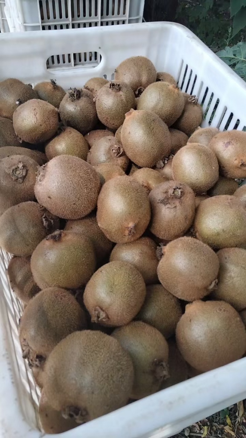 手感猕猴桃长期供应绿心猕猴桃品种齐全
