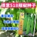 台研得意518牛角椒种子中等辣味肉质脆腔小果实光滑美观