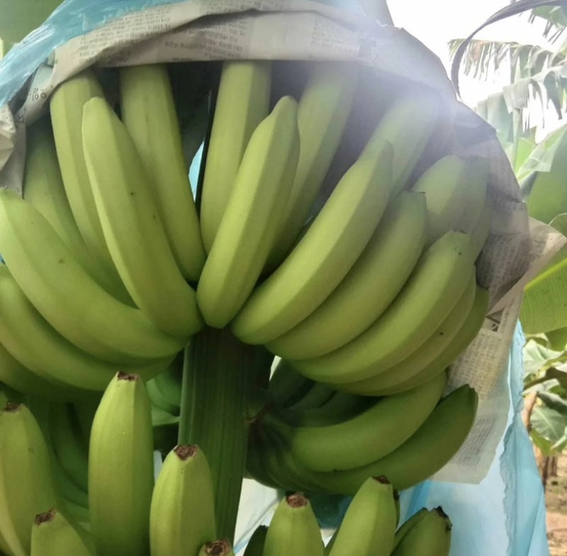 进口香蕉菲利宾越南生蕉，熟蕉价格优势比较大适合批发商超供