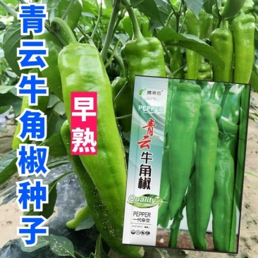 青云牛角椒种子早熟嫩果黄绿色辣味浓口感好