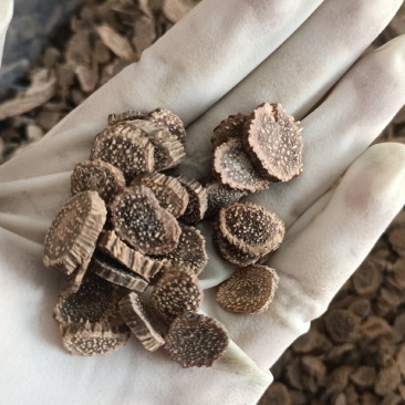 千年健中药材千年健圆片无添加高含量实物实拍