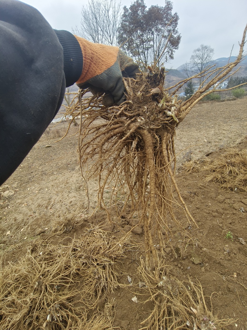 优质中药材独活根茎，场地直发，货源充足。