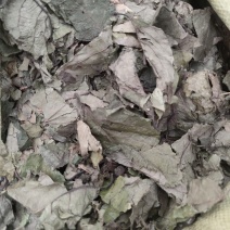 杜仲叶中药材中草药大全正品