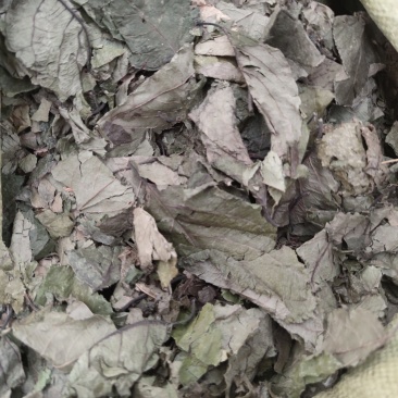 杜仲叶中药材中草药大全正品