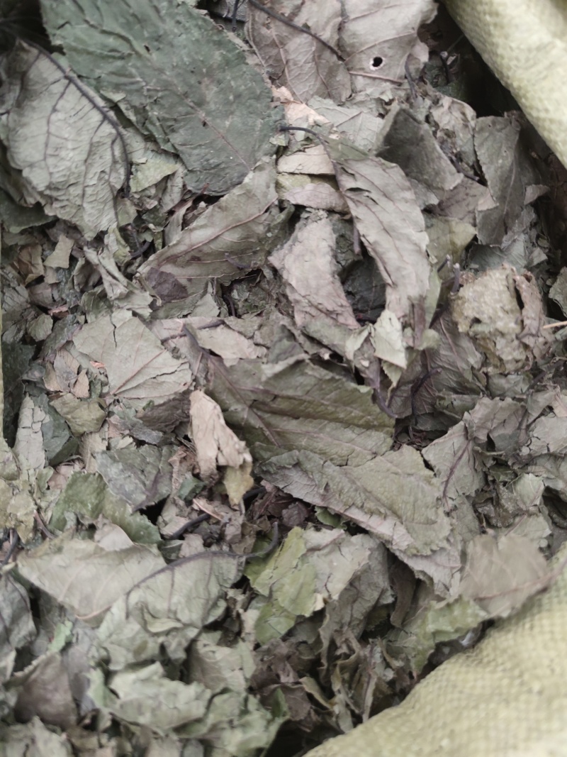 杜仲叶中药材中草药大全正品