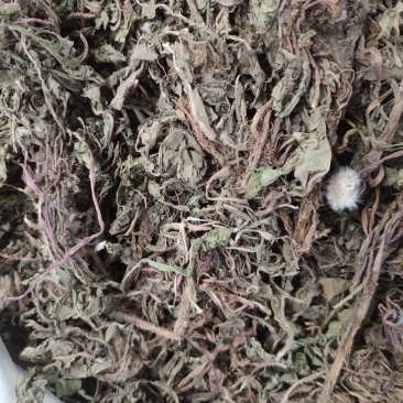 蒲公英1公斤纯野生整棵干蒲公英蒲公英茶带根带花婆婆丁新货