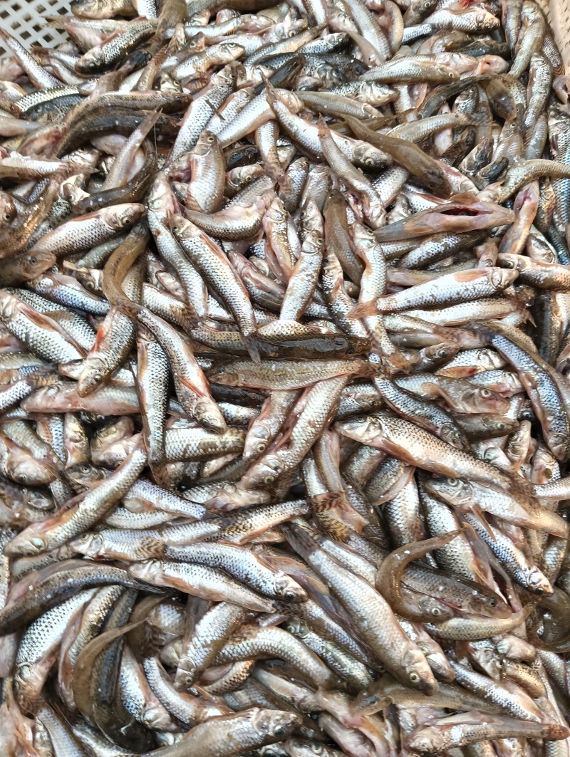 棒花鱼，新鲜速冻手工杀好的