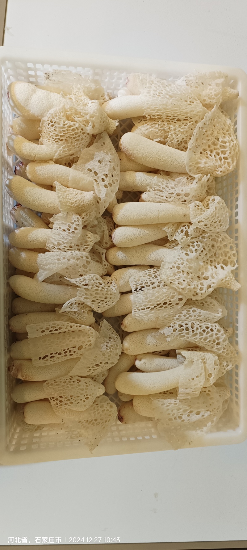 红托竹荪（鲜品）