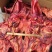 烟熏猪头肉全国供应规格齐全欢迎电话咨询