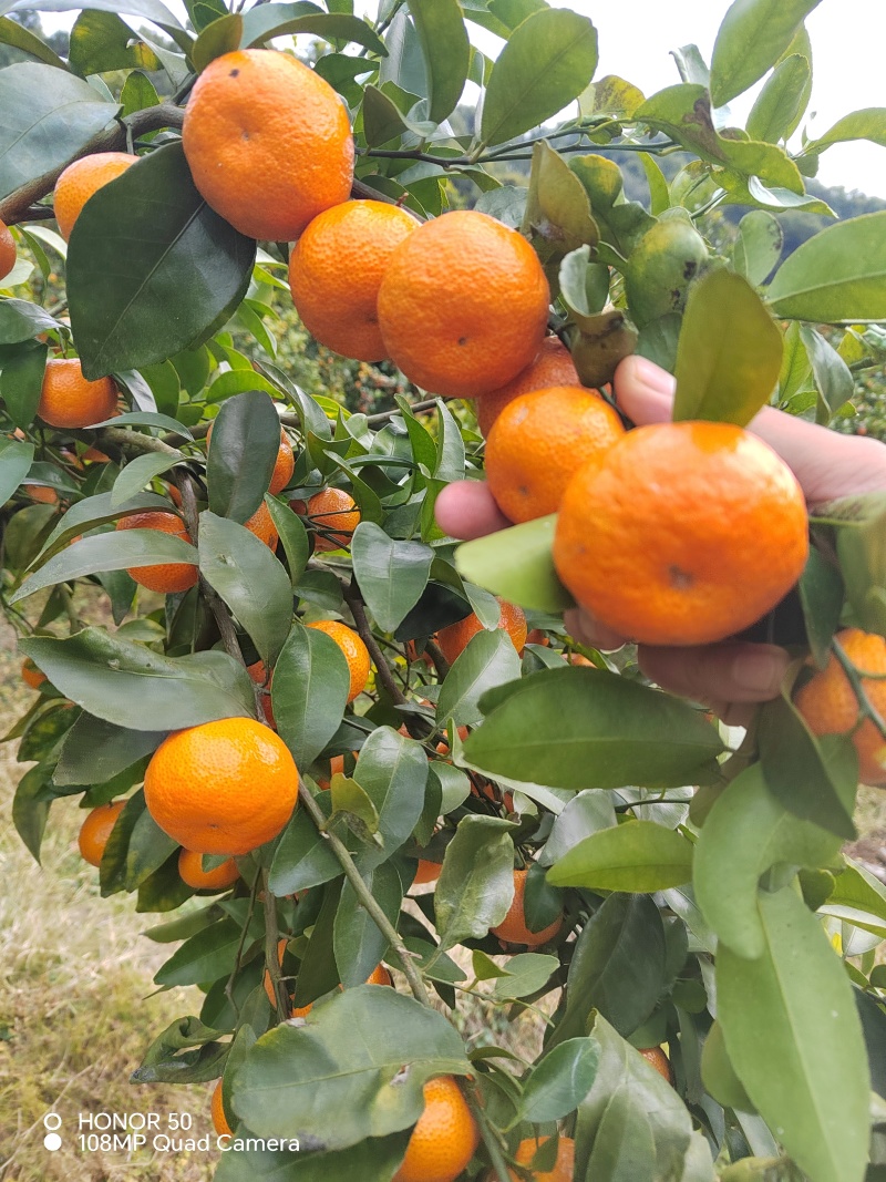 砂糖橘大量上市