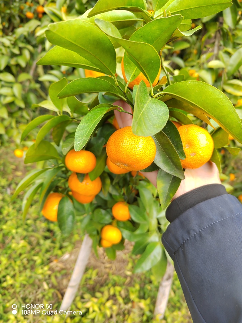 砂糖橘大量上市