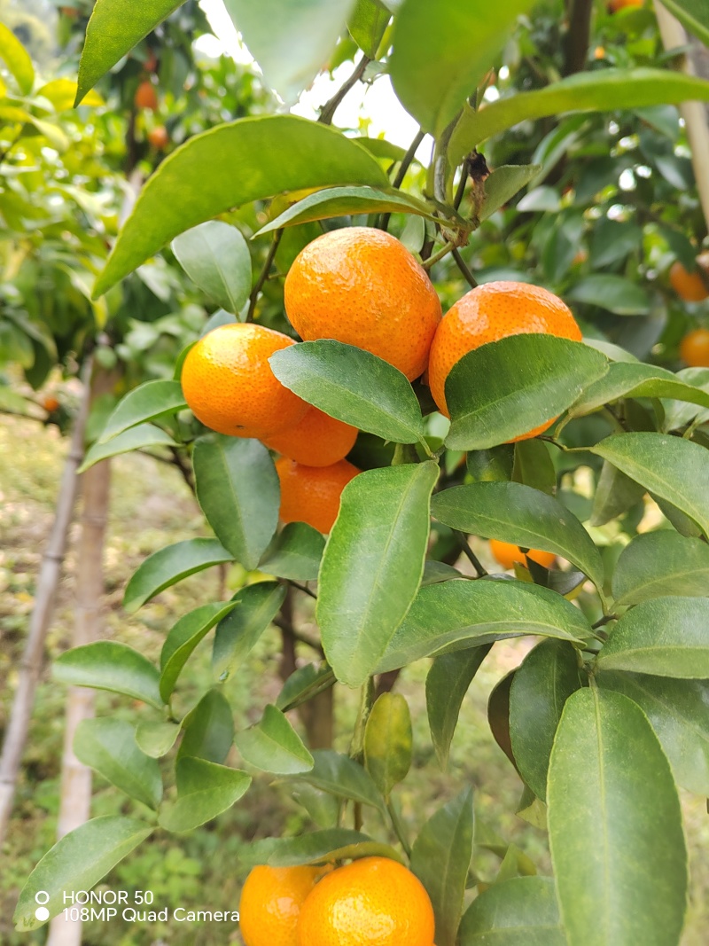 砂糖橘大量上市