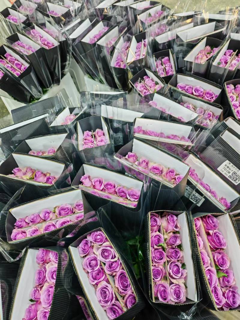 玫瑰花，采玫，产地直发，全国批发，质量保证。量大优惠。