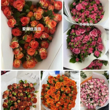 多头玫瑰，品种齐全，云南产地直发，全国发货，质量保证。