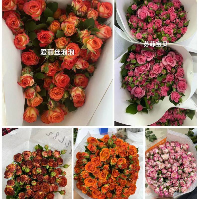 多头玫瑰，品种齐全，云南产地直发，全国发货，质量保证。
