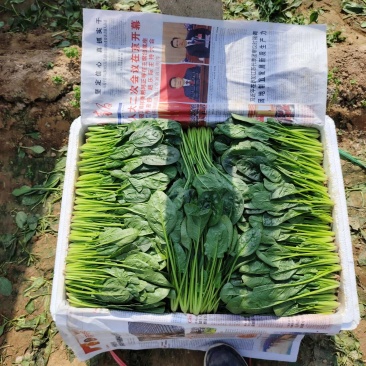 菠菜电话***********