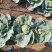 甘蓝大量现货沙地种植基地质量优良品质好