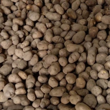 黄心土豆大量出库中！数量有限价格便宜有要的电话联系！