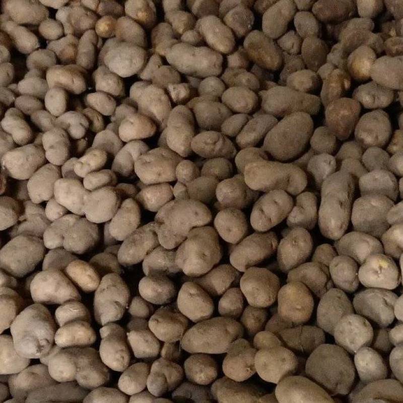 黄心土豆大量出库中！数量有限价格便宜有要的电话联系！