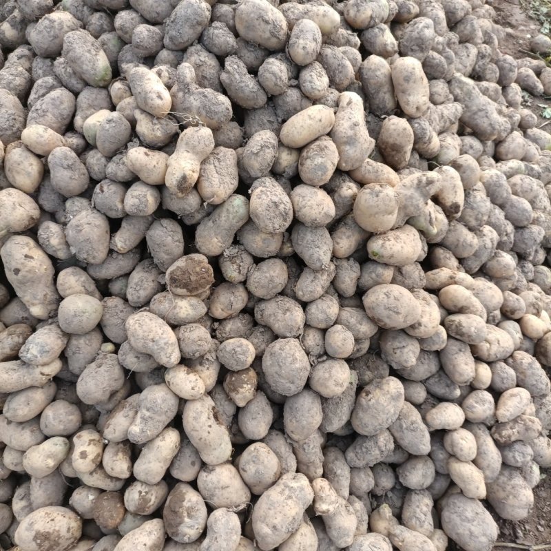 黄心土豆大量出库中！数量有限价格便宜有要的电话联系！