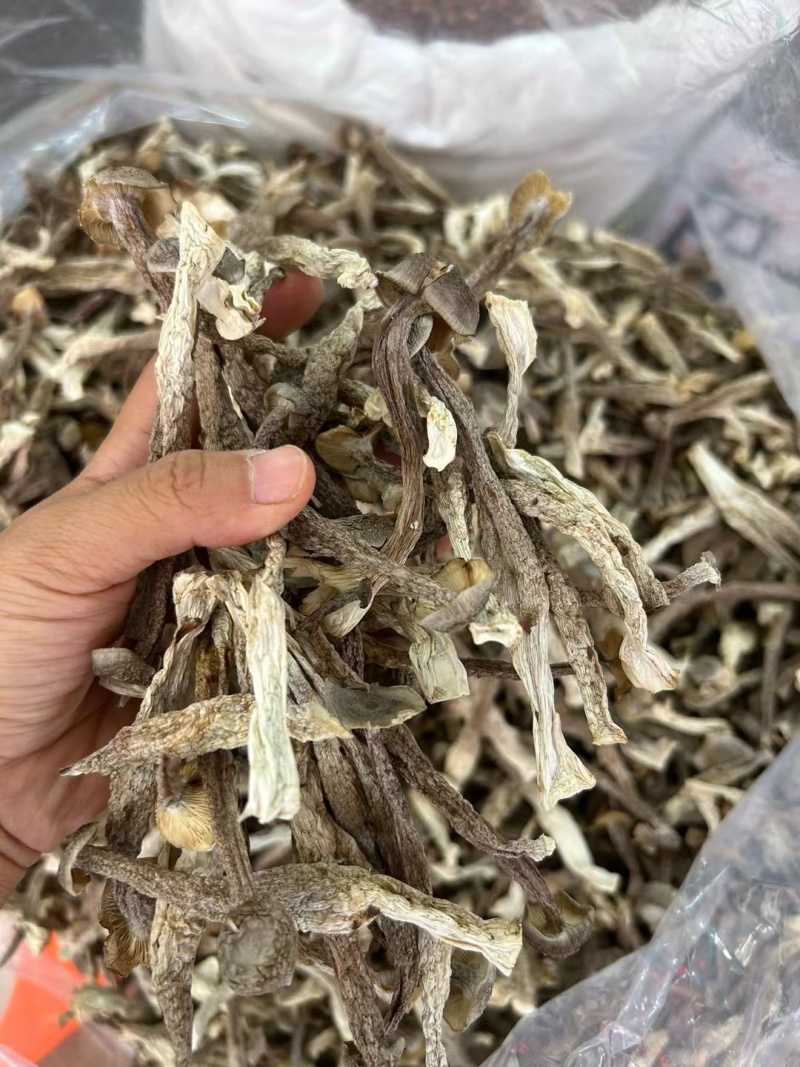 鹿茸菇干货鹿茸菇欢迎选购！量大从优！