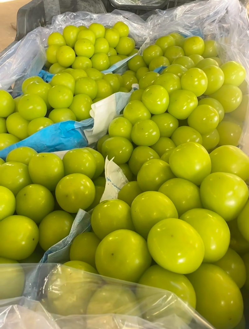 精品阳光玫瑰冷库出货供应商超批发市场稳定供货量大来谈