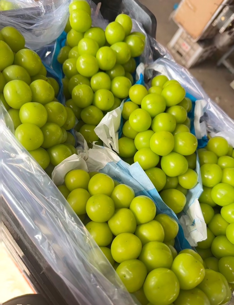 精品阳光玫瑰冷库出货供应商超批发市场稳定供货量大来谈