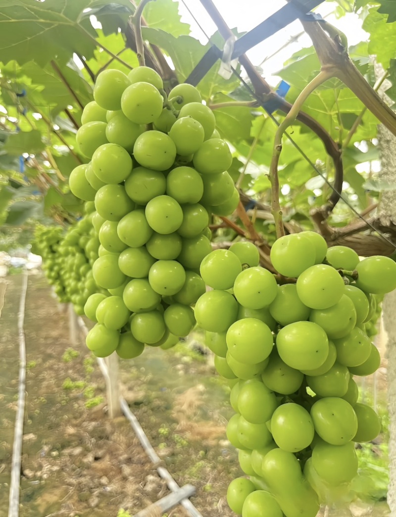 精品阳光玫瑰冷库出货供应商超批发市场稳定供货量大来谈