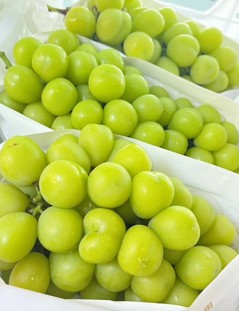 精品阳光玫瑰冷库出货供应商超批发市场稳定供货量大来谈